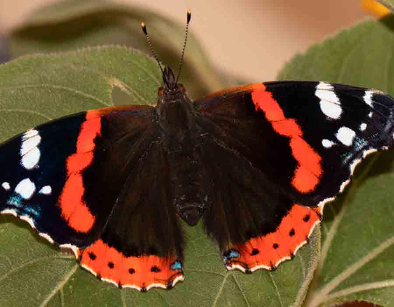 Fotografien exotischer Schmetterlinge Martin Gach, der regionale Spezialist f&uuml;r heimische Schmetterlinge trifft auf Regine Hakenbeck, die sich auf die Suche nach exotischen Faltern gemacht hat. Beide versuchen die Falter in ihrem Lebensraum abzulichten mit bew...