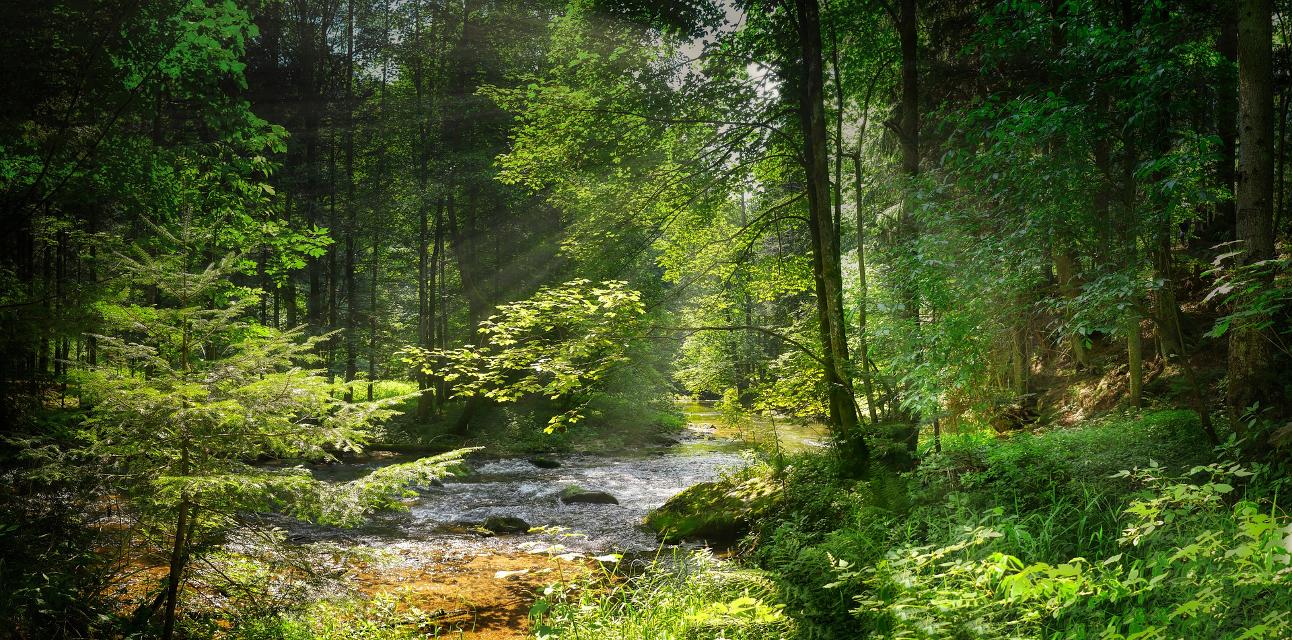 Geführte naturkundliche Wanderung durch das ForellenbachtalDr. Dorothe Lütkemöller, zertifizierte Natur- und Landschaftsführerin, lädt Sie zu einer Wanderung durch das Naturschutzgebiet Fore...