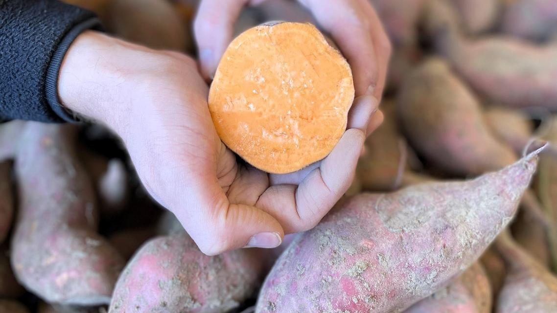 Entdecken Sie die leckere Heide Süßkartoffel – angebaut in der malerischen Lüneburger Heide von Biolandwirt Sönke Strampe aus Bad Bevensen.