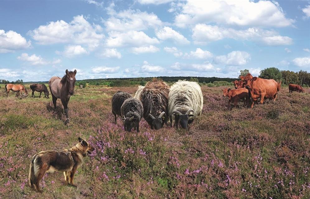 Die VNP Stiftung Naturschutzpark Lüneburger Heide präsentiert in dieser Saison eine Ausstellung zum Thema Haustierrassen. Diese befasst sich damit, wie Hunde, Rinder, Schafe und Pferde im Naturschutzgebiet Lüneburger Heide in der Landwirtschaft und für...