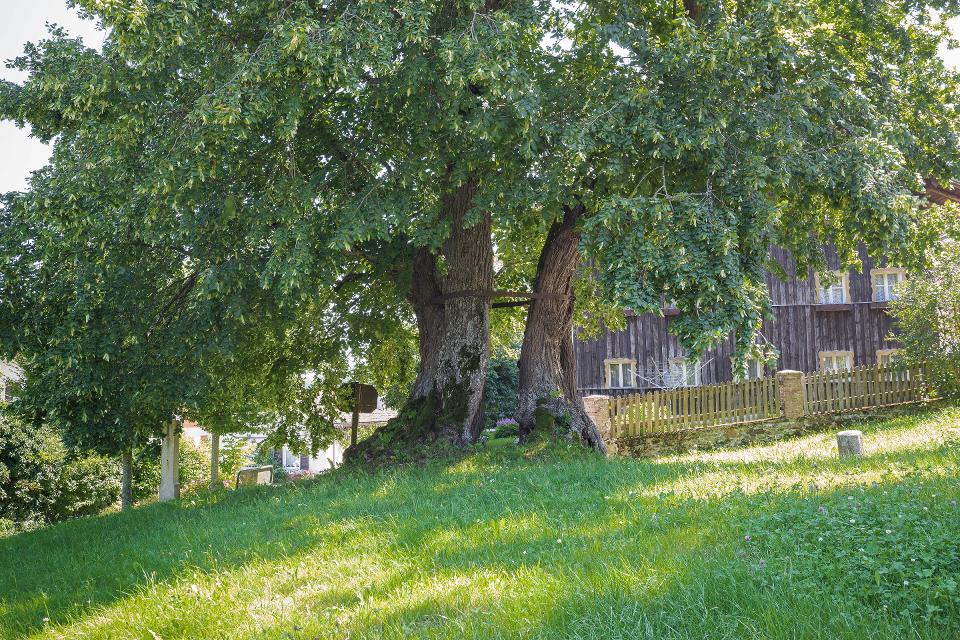 Die Heigl-Linde in Gotzendorf - Naturdenkmal und Räuber-Versteck