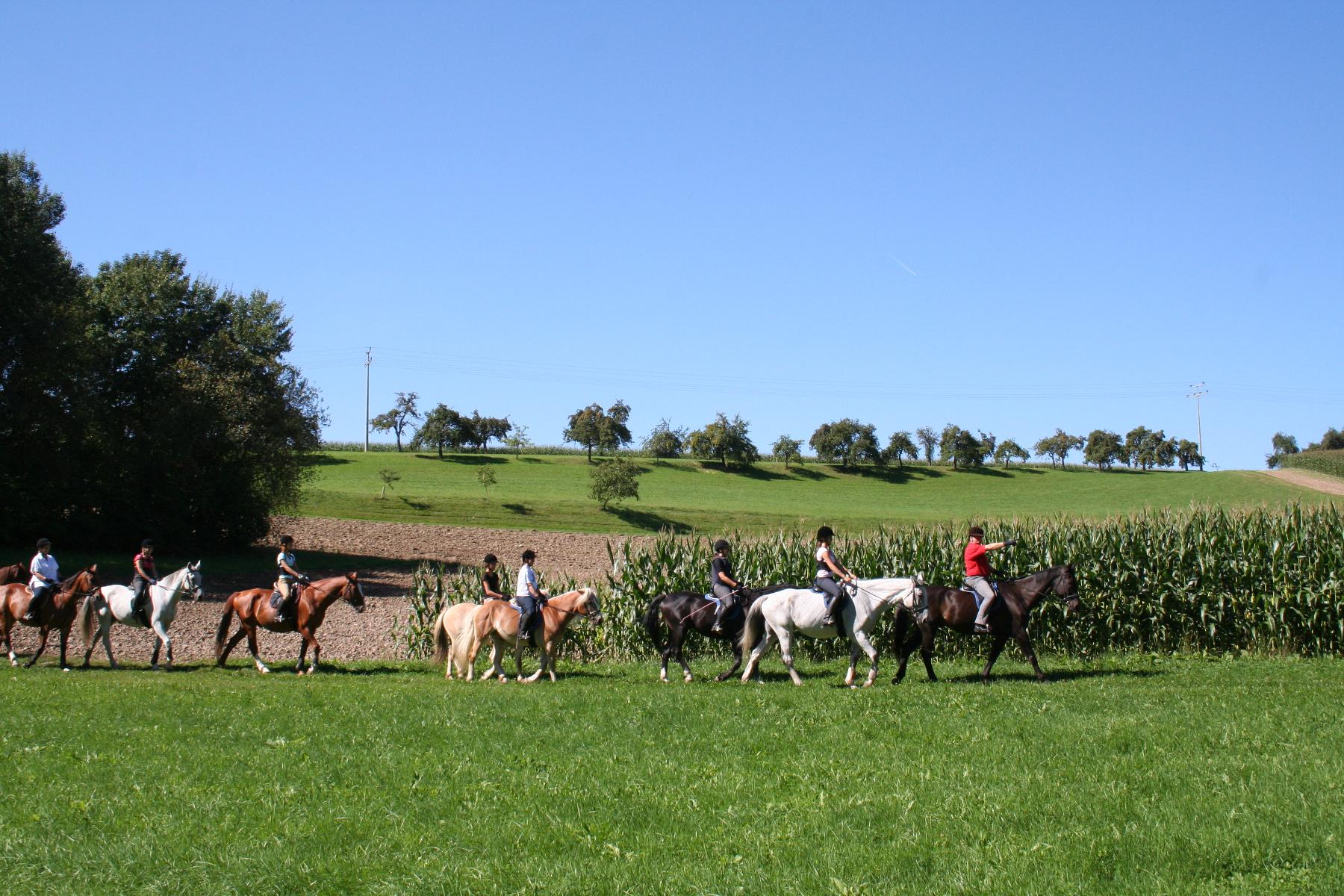 Eine Reitergruppe genießt den gemeinsamen Ausritt über eine Wiese, vorbei an Feldern und Sträuchern.