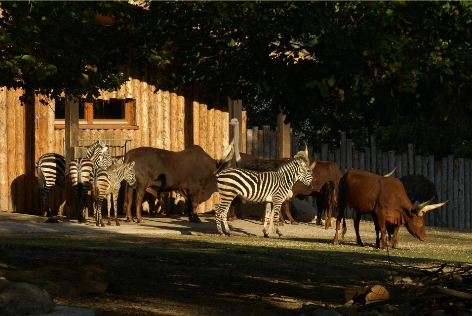 In der schattigen Afrika-Anlage stehen mehrere Watussi-Rinder und Zebras vor dem hölzernen Betriebsgebäude. Ein dazwischen stehender Straußenvogel linst neugierig in die Kamera.