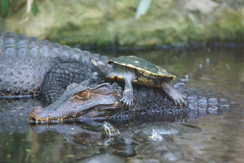 Im Wasser liegt ein streng dreinblickender Kaiman. Auf dem Rücken des Reptils sitzt keck eine Schildkröte. Im Hintergrund die Umrisse eines weiteren Kaimans.