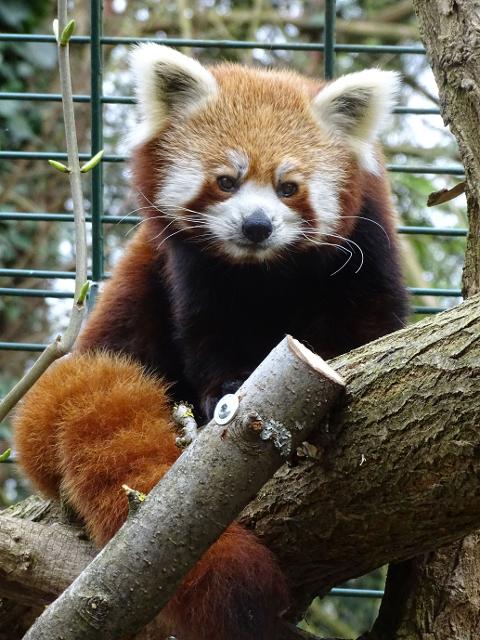 Ein kleiner Panda ist ein putziges Tier mit braunem Fell, buschigem Schwanz und kleinen, spitzen Ohren auf braun weiß geflecktem Gesicht. Dieses Tierchen sitzt auf einem Baumstamm und schaut lieb in die Kamera.