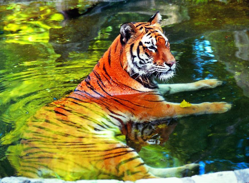 Mit stolz erhobenem Kopf liegt ein wunderschöner sibirischer Tiger majestätisch im Wasser.
