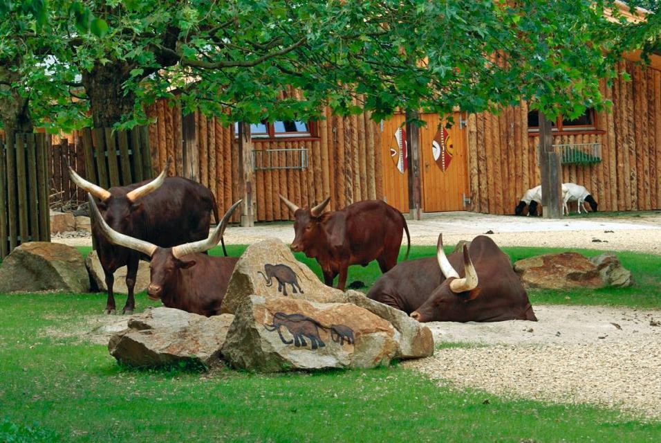 Im Gehege befinden sich vier Watussi-Rinder mit ihren mächtigen Hörnern. Zwei Rinder liegen dösend am Boden. Mit Elefanten bemalte Steine sind im Vordergrund. Im Hintergrund ein Betriebsgebäude aus Holz, vor dem weiße Schafe mit schwarzen Köpfen grasen.