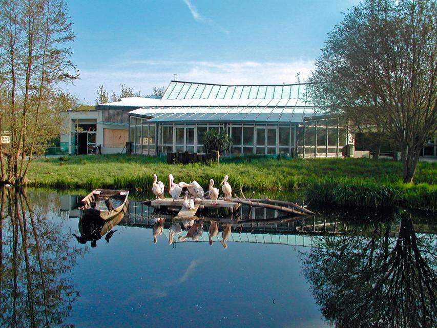 Auf einem kleinen Steg in einem Teich stehen sechs roas Pelikane. Daneben ein hölzernes Boot. Am grasbewachsenen Ufer zwei Laubbäume. Im Hintergrund ein überwiegend aus Glas bestehendes Betriebsgebäude.