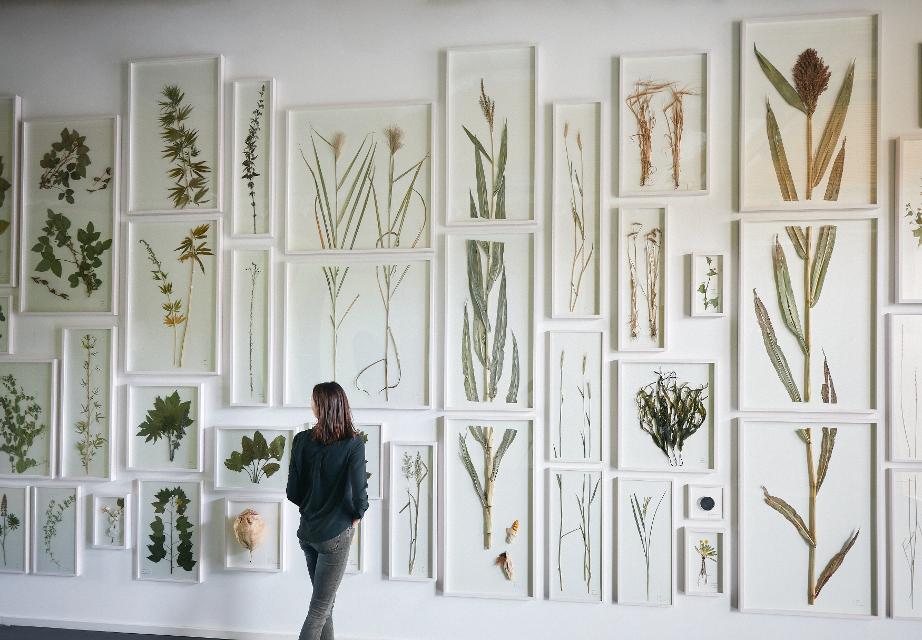 Viele Gräser und Pflanzen hängen eingerahmt an einer Wand. Interessiert betrachtet eine Frau diese Gräser- und Pflanzenwelt.