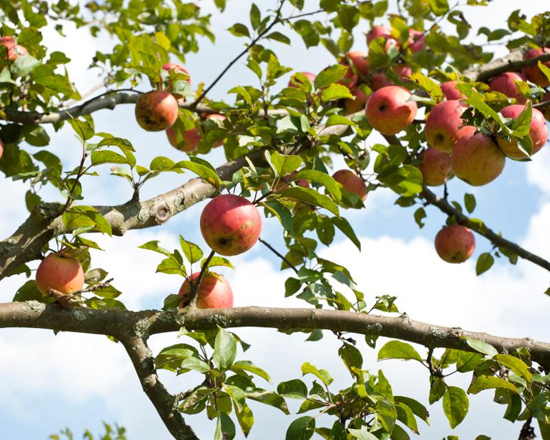 Der Wanderweg von Schnaittach zum Rothenberg wird gesäumt von alten Kirsch-, Äpfel- und Zwetschgenbäumen.
