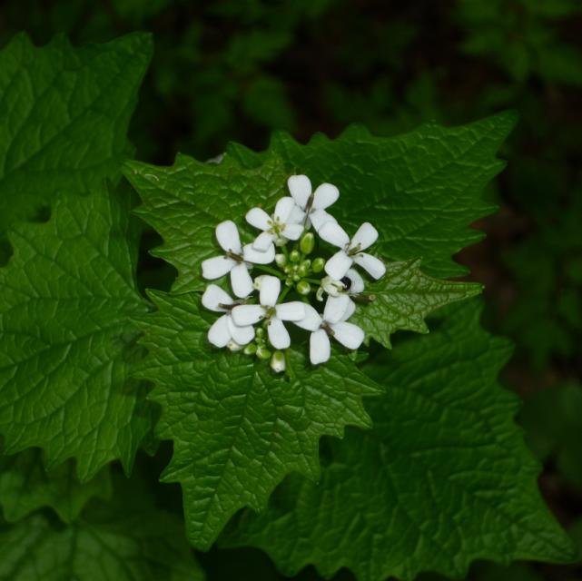 Knoblauchsrauke: Gezacktes grünes Blatt mit weißen Blüten