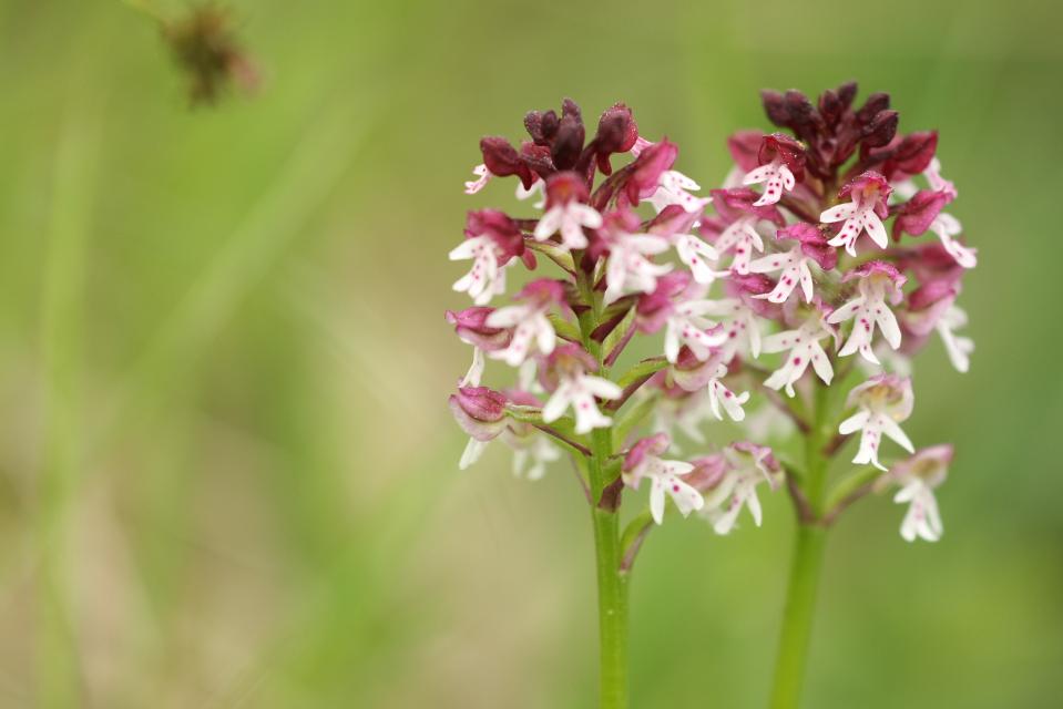 prächtige Orchidee mit vielen kleinen Blüten. Jede Blüte hat weiße, gepunktete Blütenblätter und einen beerenfarbenen "Hut"
                 title=