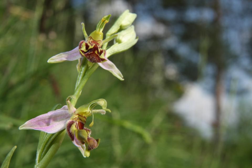 Zarte Orchidee mit Blüten in Lila, Dunkelrot und Gelb