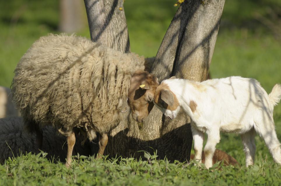 Schaf und Ziege