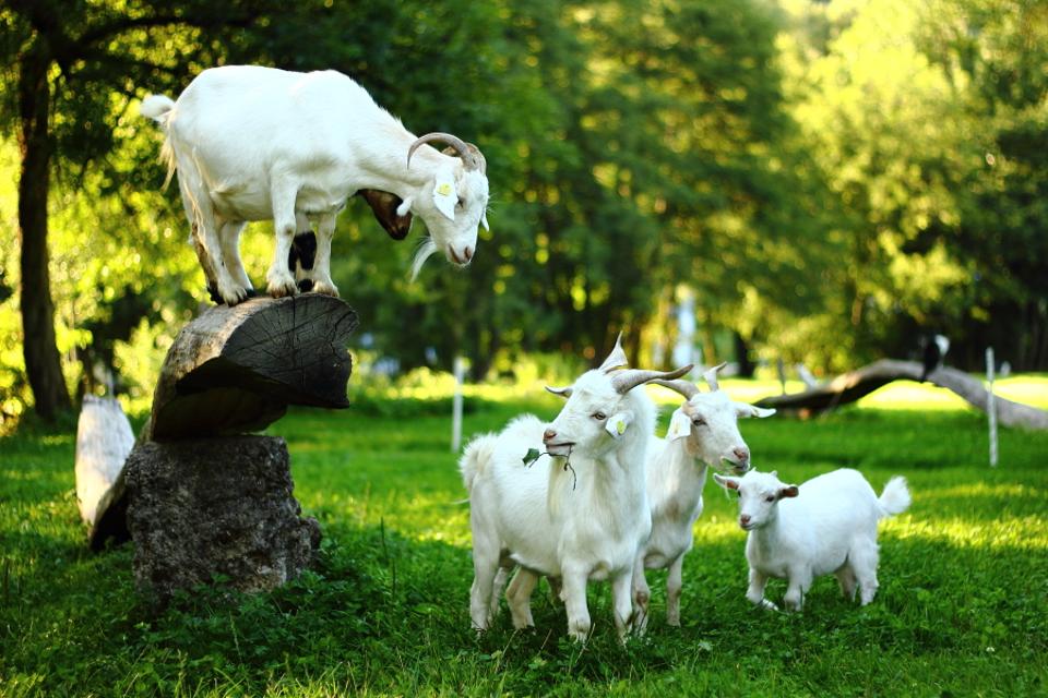 Drei weiße Ziegen auf einer Wiese, auf einem Baumstumpf steht eine weitere Ziege und blickt auf die anderen drei hinab.