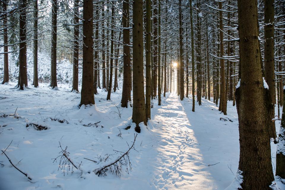 Sonnenstrahl im verschneiten Wald
