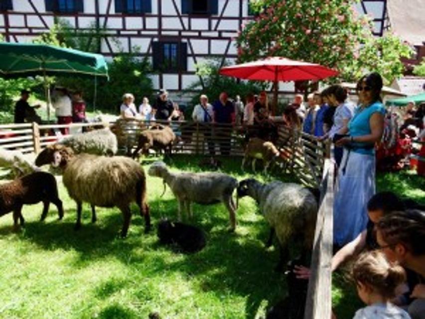 Mittelalterliches Fest rund ums Schaf