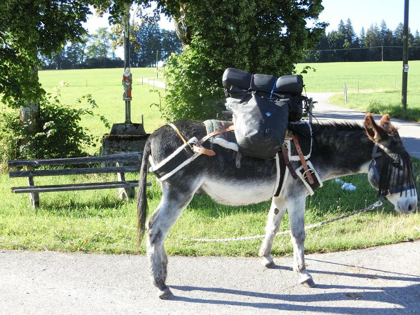 Ein Esel steht mit Ausrüstung auf dem Rücken beladen auf der Straße und wartet. Im Hintergrund Wiesen und Wälder.