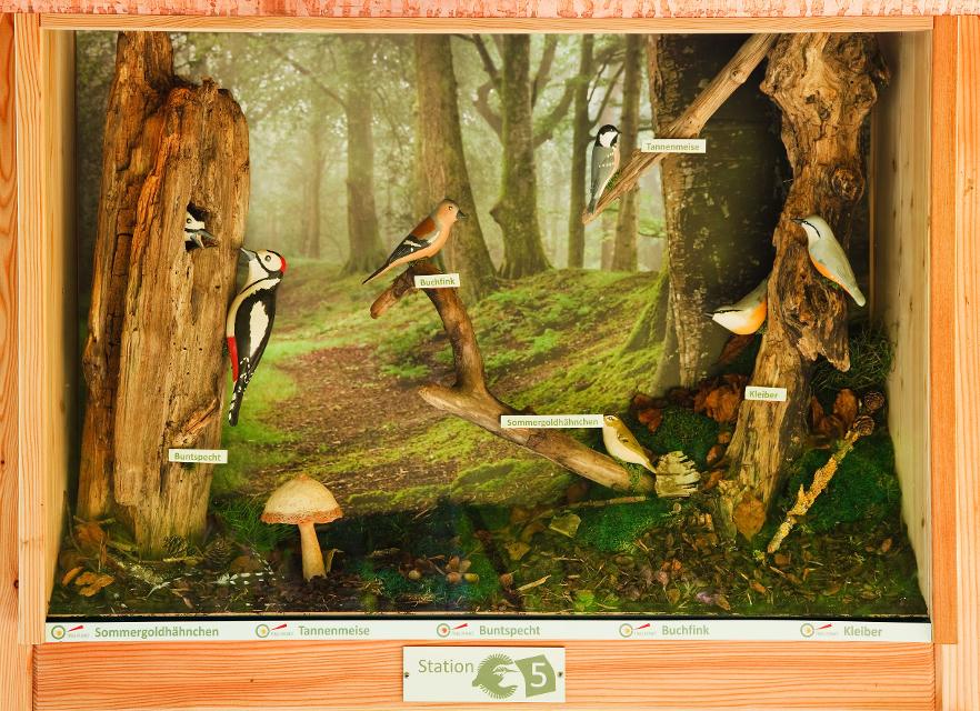 Ein Schaukasten zeigt aus Holz angefertigte Vögel in ihrem typischen Habit.