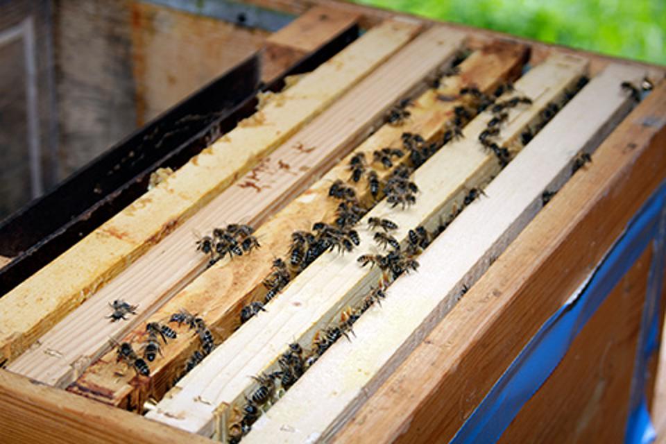 Heilsame Luft und Heilprodukte der Bienen.