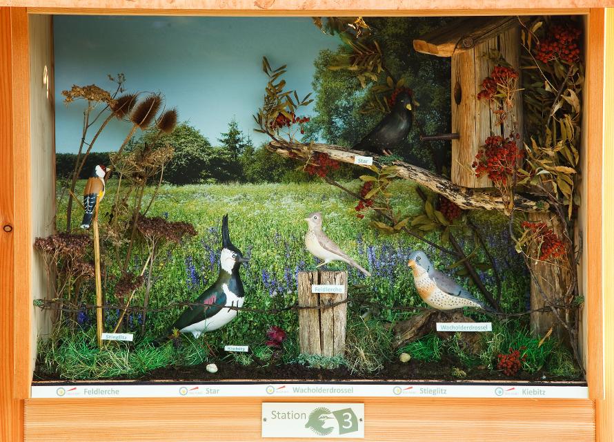 Ein Schaukasten zeigt aus Holz angefertigte Vögel in ihrem natürlichen Habit.