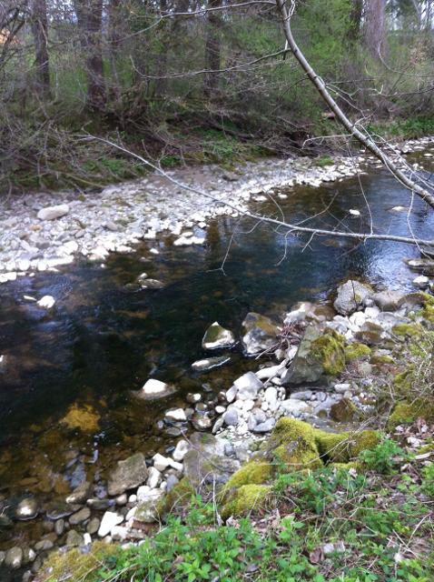 Durch einen Wald verläuft ein Bach an dessen Ufer helle mittelgroße Steine liegen.
