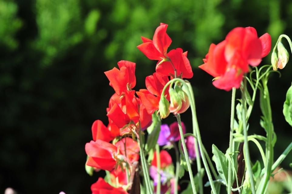Rote Blumen in Nahaufnahme
