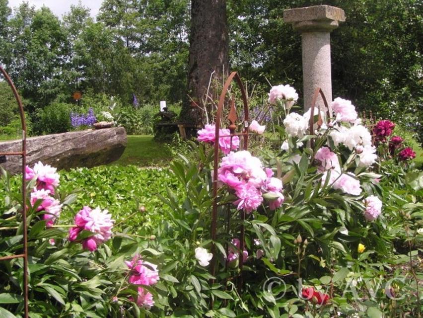 Der Betrachter blickt auf wunderschöne Pfingstrosen inmitten eines schönen Gartens.