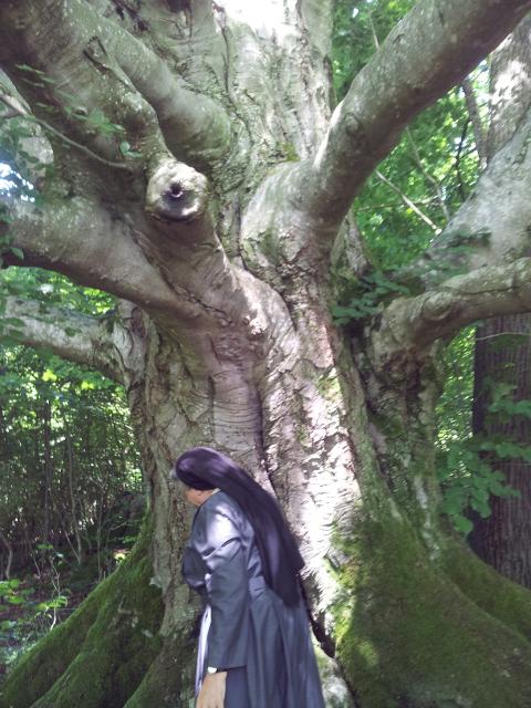 Der Betrachter sieht eine Klosterschwester die neben einem jahrhundertealten Baum steht. Der Stamm ist viele Meter dick gewachsen.
