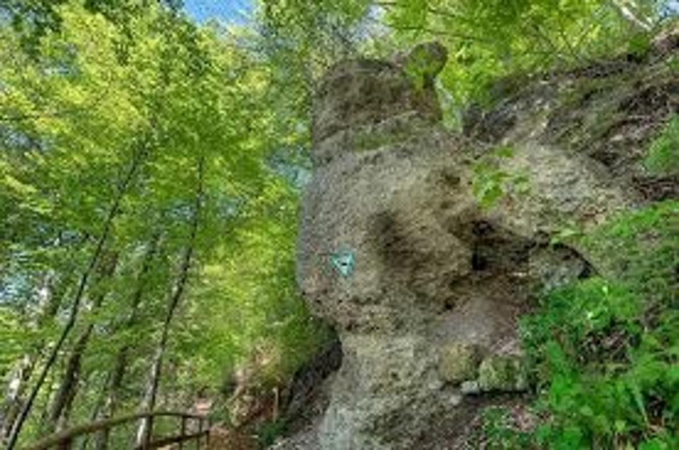 Der Betrachter blickt auf einen Nagelfluhfelsen der inmitten eines Waldes aus einem Hang herausragt.
