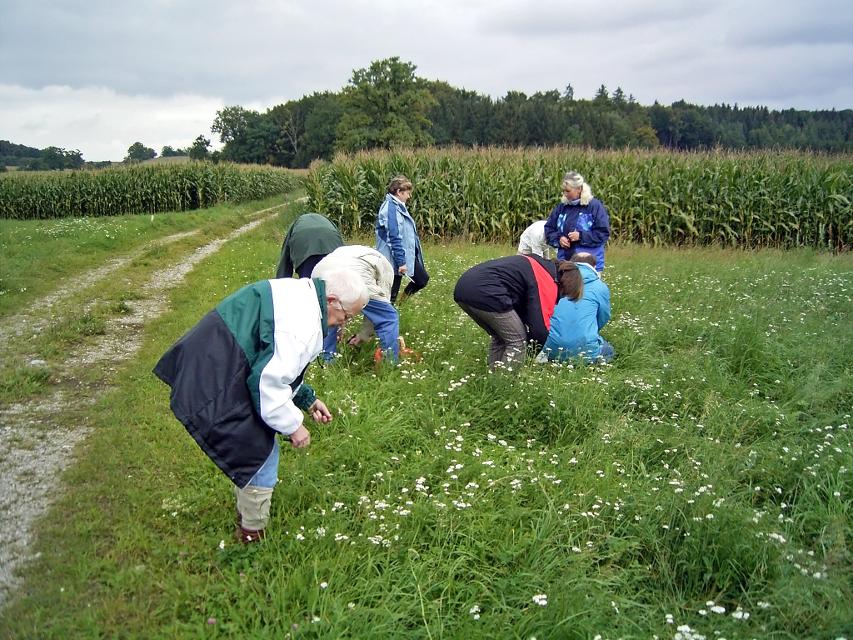 Der Betrachter blickt auf eine Gruppe die in einer Wiese Kräuter sammeln.