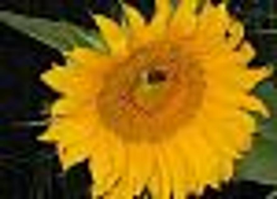 Nahaufnahme einer Sonnenblume in deren Blüte eine Biene sitzt.