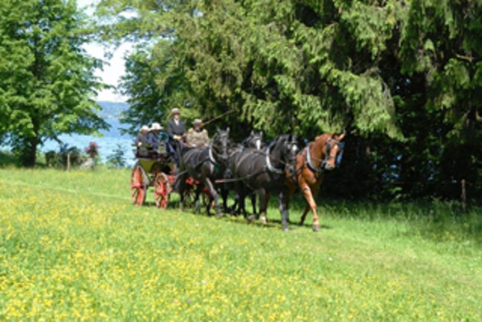 Der Fahrstall Ortner bietet nicht nur Kutschfahrten, sonder auch die Möglichkeit, selbst einen Pferde- oder Kutschenführerschein zu machen, an. 