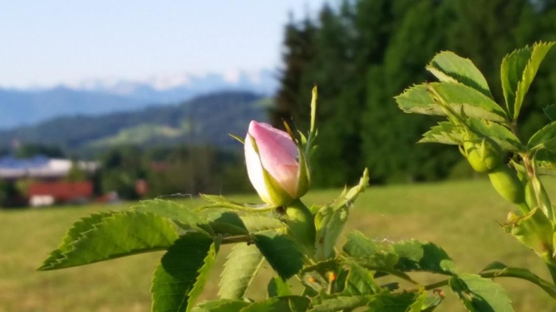 Nahaufnahme einer Apfelblütenknospe mit den Alpen unscharf im Hintergrund.