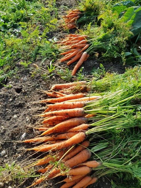 Eine Reihe frisch geernteter Karotten liegt auf der Erde.
