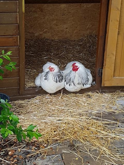 Der Besucher blickt auf zwei Hühner die nebeneinander der Schwelle zum Stall sitzen.