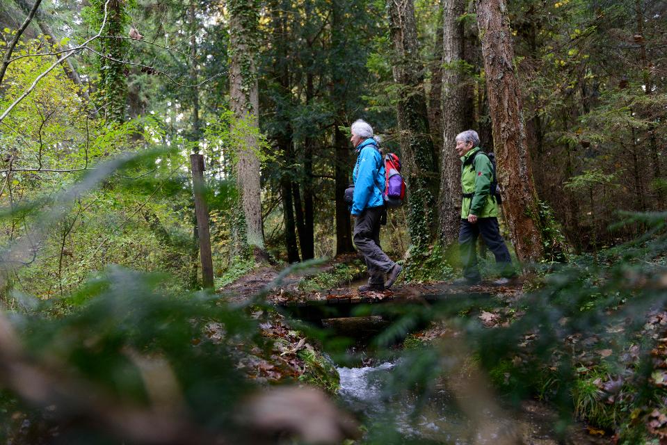 Der Betrachter befindet sich im dichten Eibenwald und blickt auf eine Gruppe Wanderer die den Pfad durch den Wald wandern.