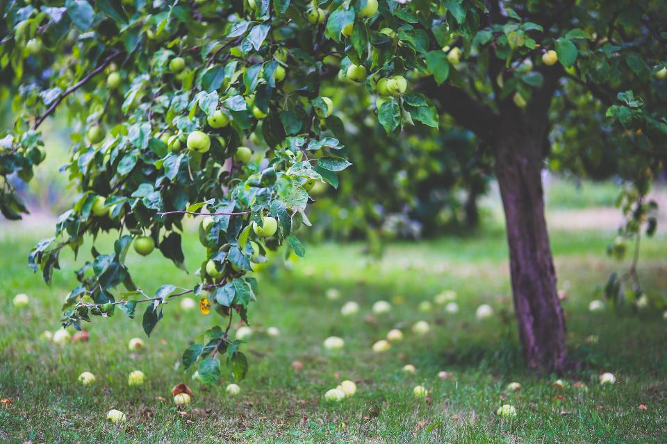 Äpfel selber pflücken, September und Oktober, Termine und Preise nach Absprache
