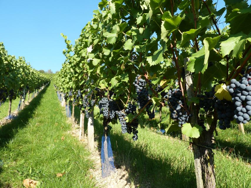 Anmeldung Heimat- und Weinbauverein Tauberzell oder Gemeinde Adelshofen