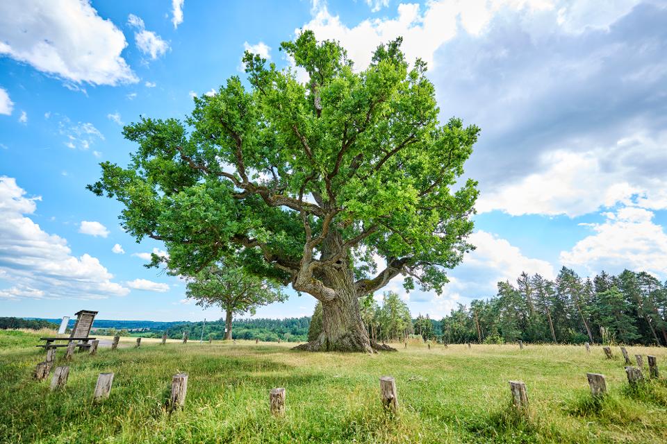 Die Kreuzeiche ist bereits rund 800 Jahre alt und ein sehr beeindruckender Baum.
