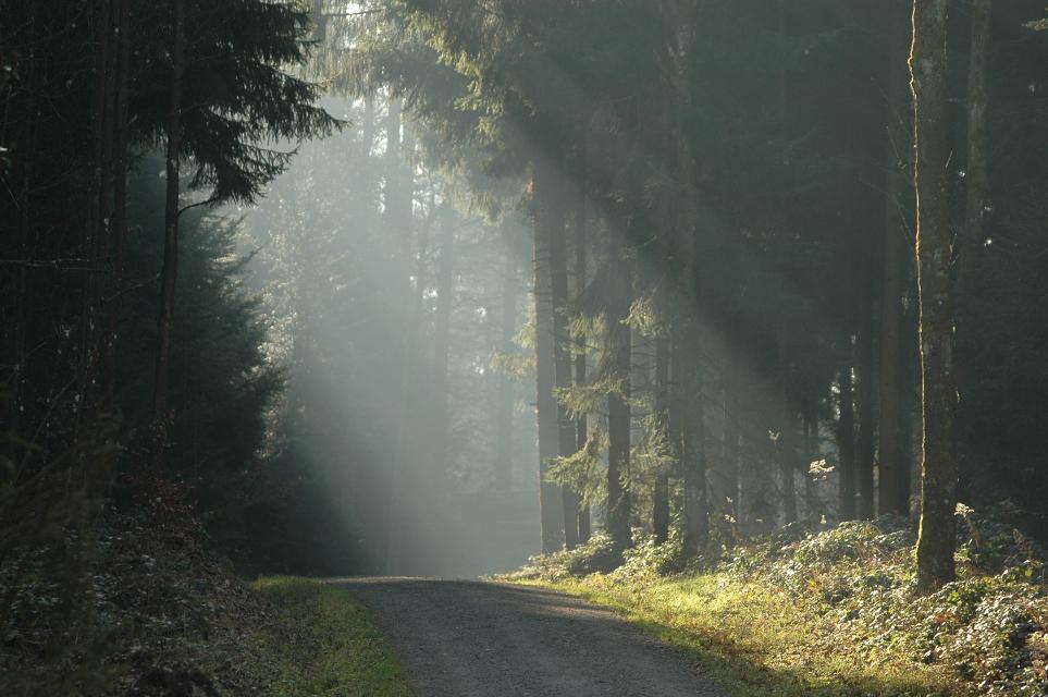 Petersauracher- und Klosterwald; Erfrischende Rundwanderung durch schattiges Waldgebiet; Streckenlänge: 9,4 km