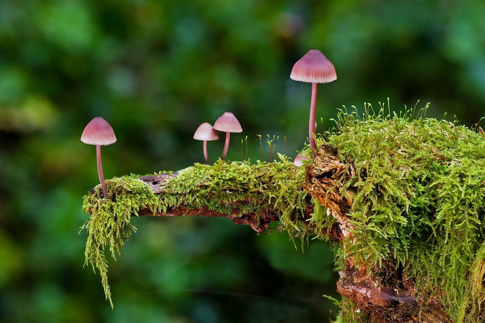 Pilztour durch den Wald