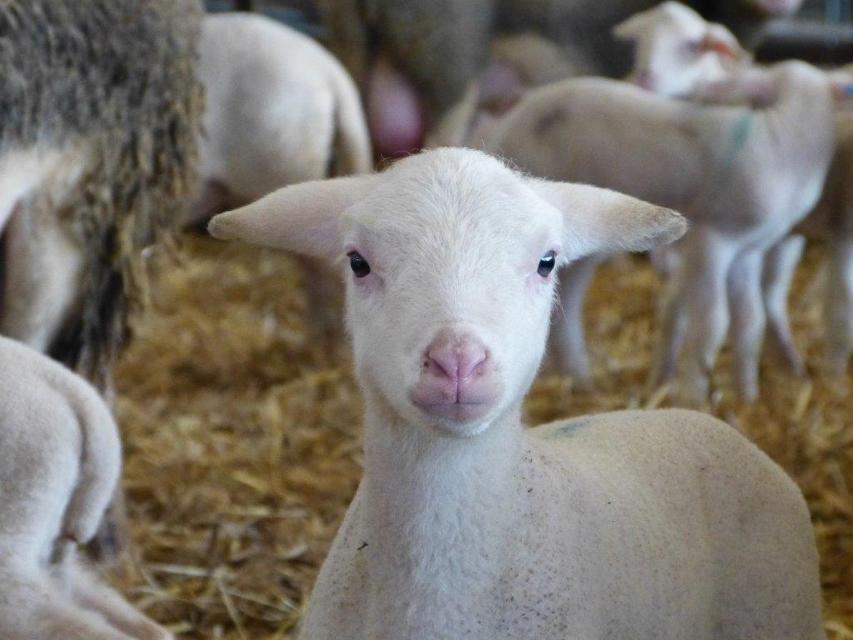 Auf dem Hofgut Kapellenhof werden regionale Produkte rund um das Schaf in Bio-Qualität angeboten. 