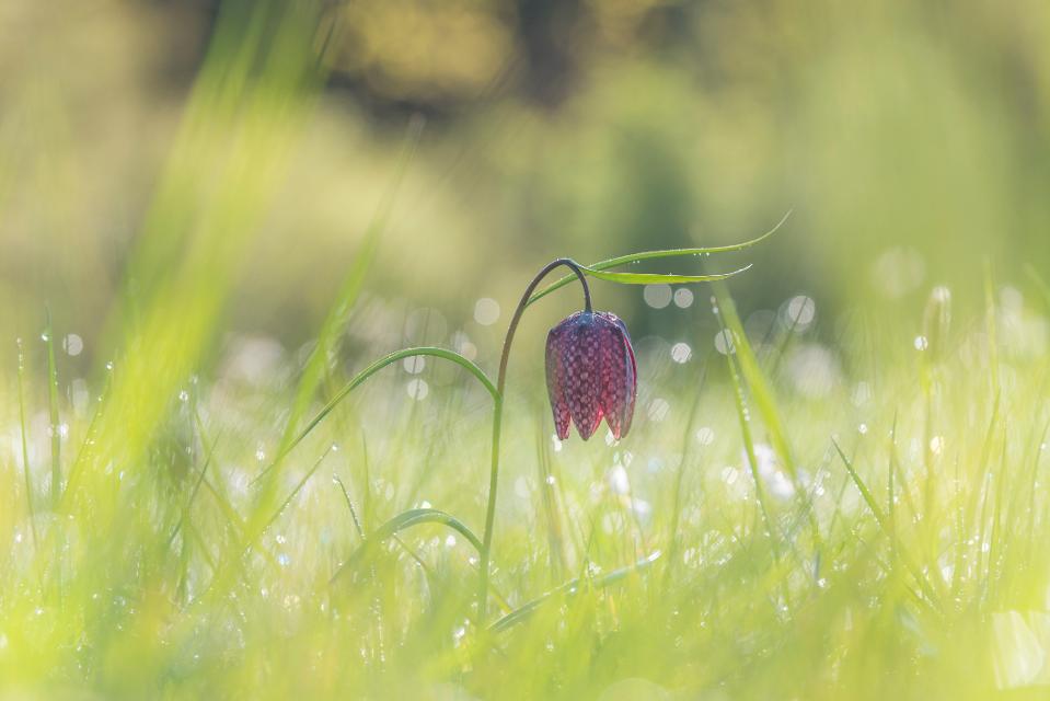 Die Schachblumenwiesen im Naturschutzgebiet Sinngrund