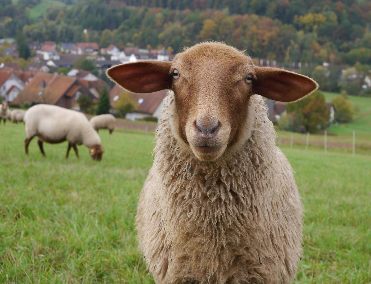 Die Schäferei Krauthan in Birstein bietet Lammfleisch in Bio-Qualität an. 