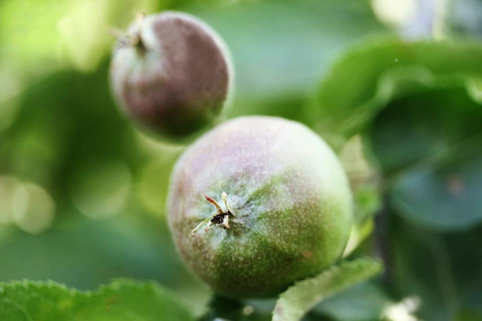 Vom 24.09. - 25.10.2022 laden Gastronomiebetriebe, Apfelerzeuger, Produzenten und Verbände in der gesamten Region dazu ein, den heimischen Apfel in bekannten und neuen kulinarischen Genüssen zu entdecken. 