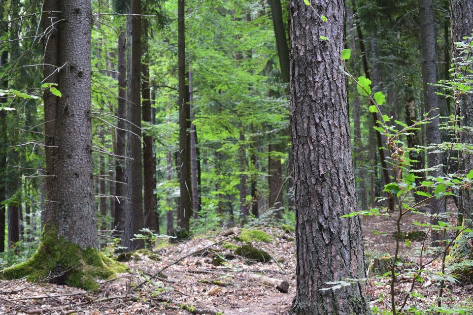 Auf den Spuren von Peter von OrbMich führt das Abenteuer heute nach Bad Orb, um den Spuren von Räubern bis in den Spessartwald zu folgen. Angeblich sollen sie hier vor vielen Jahren im Wald und in ...