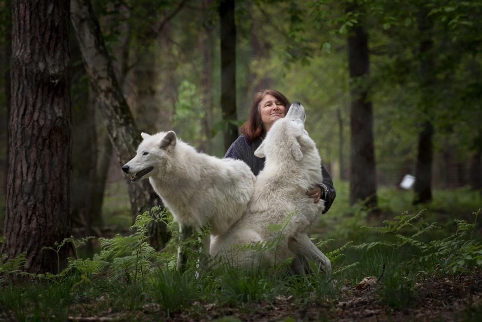 Schon als Kind war Dr. Marion Ebel von Hunden fasziniert und wurde bei Zoobesuchen mit der Familie bereits damals immer wieder zu ihren Stammvätern in den Wolfsgehegen gezogen. Seit dem Jahr 1993 ist sie für die wildbiologische Betreuung im Wildpark Alte Fasanerie zuständig und bringt bis heute Wolfsfreunden die Natur der Tiere näher.