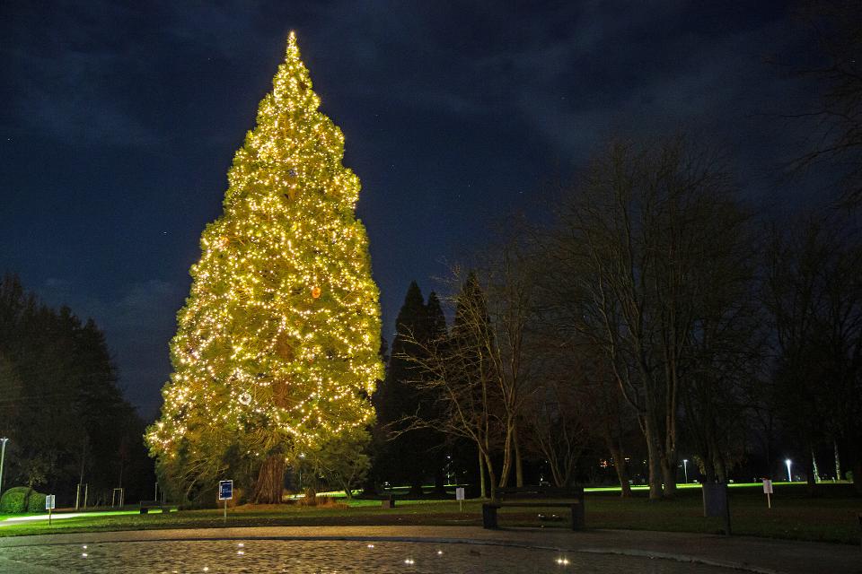 Glanzlicht in der Adventszeit – der riesige Mammutbaum im Kurpark Bad Soden-Salmünster erstrahlt mit tausenden Lichtern und von Kindern gestaltetem Baumschmuck.