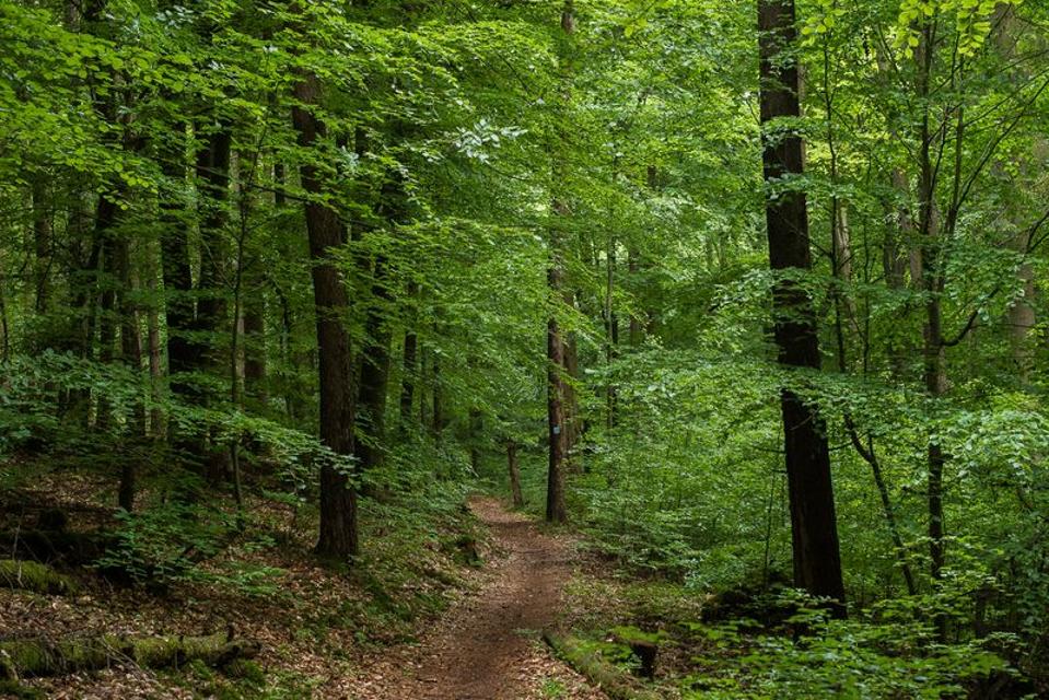 Geführte Wanderung durch den Bad Sodener Stadtwald auf dem zertifizierten Premiumweg “Bad Sodener Waldgeflüster”.